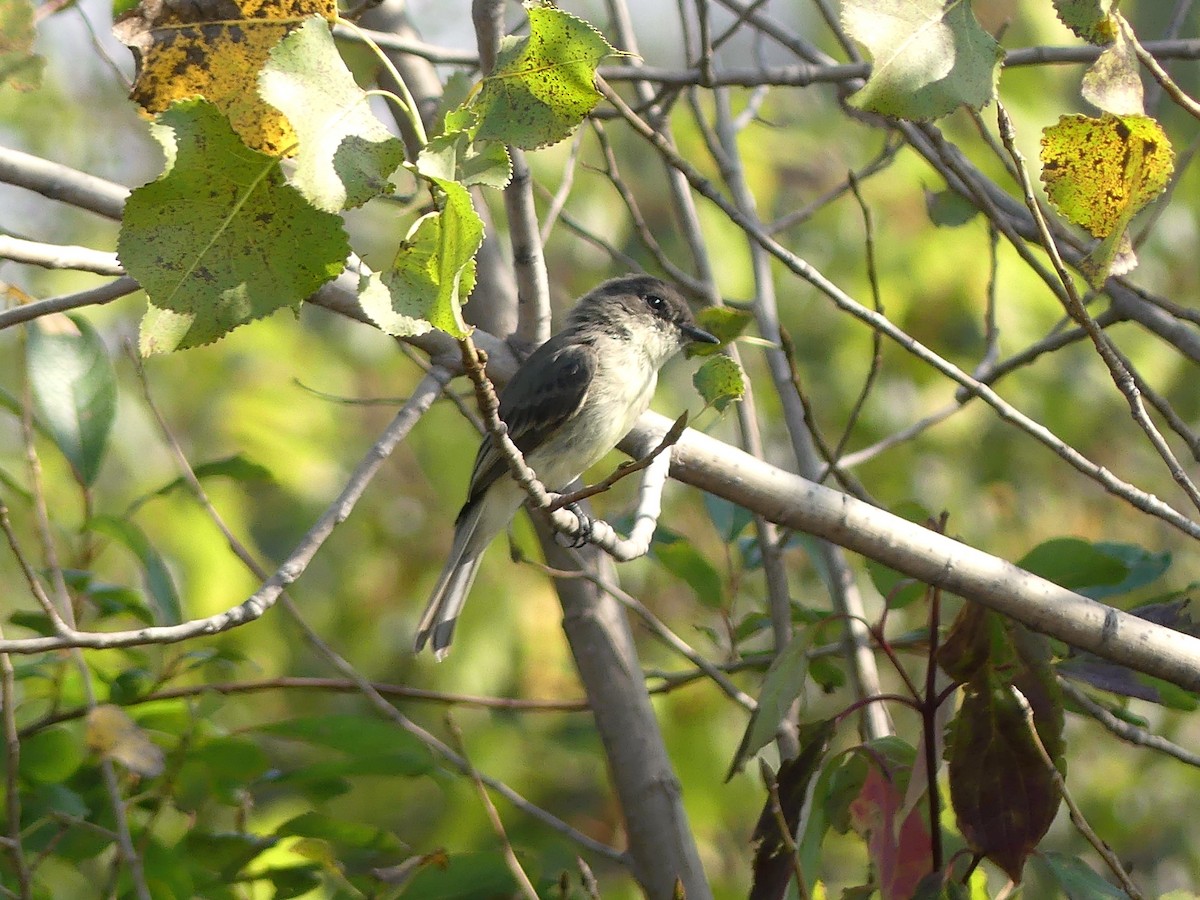 Eastern Phoebe - ML623955511