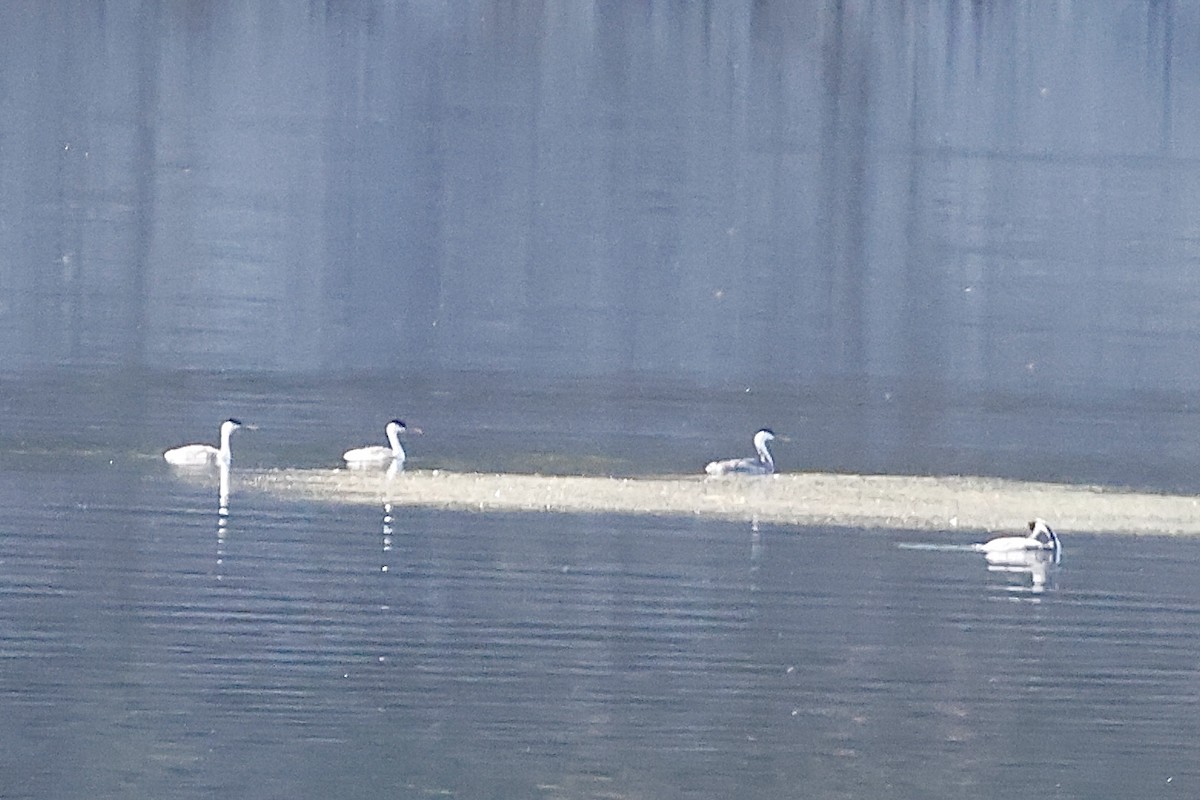 Clark's Grebe - ML623955518