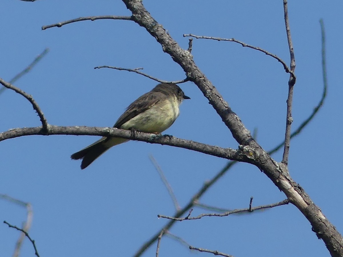 Eastern Phoebe - ML623955519