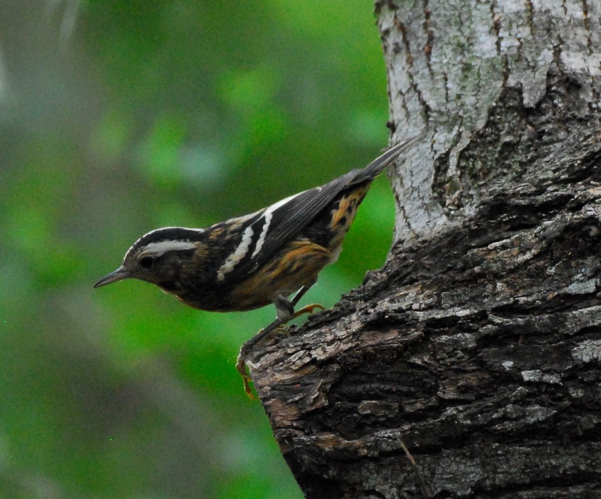 Black-and-white Warbler - ML623955526