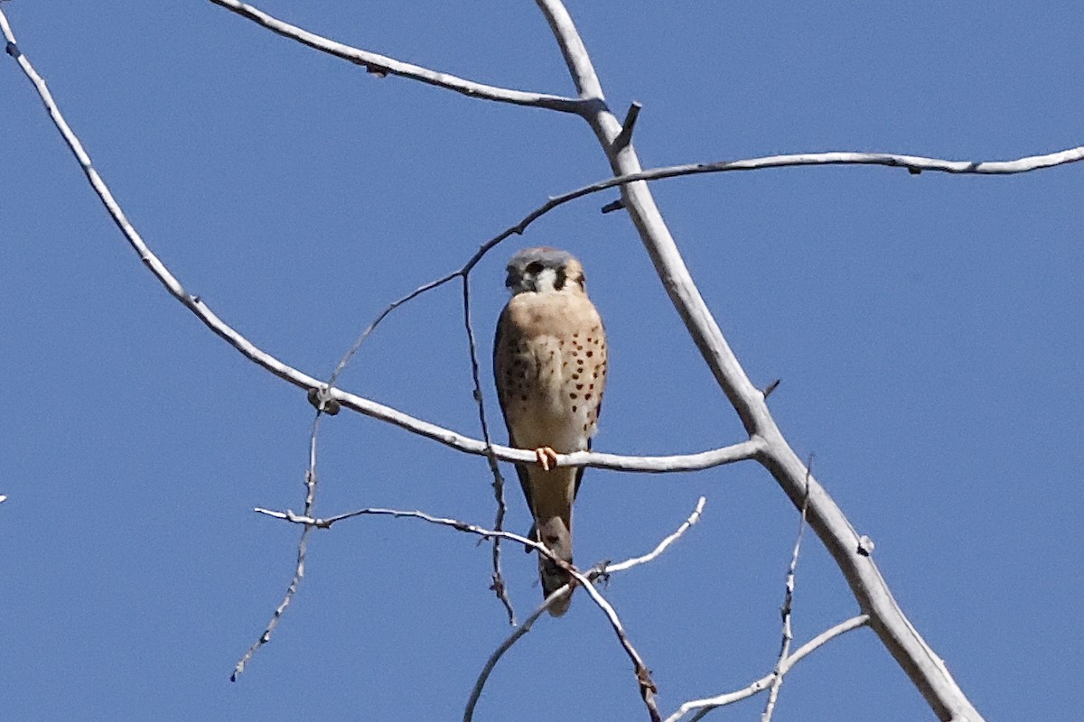 American Kestrel - Scott Fischer