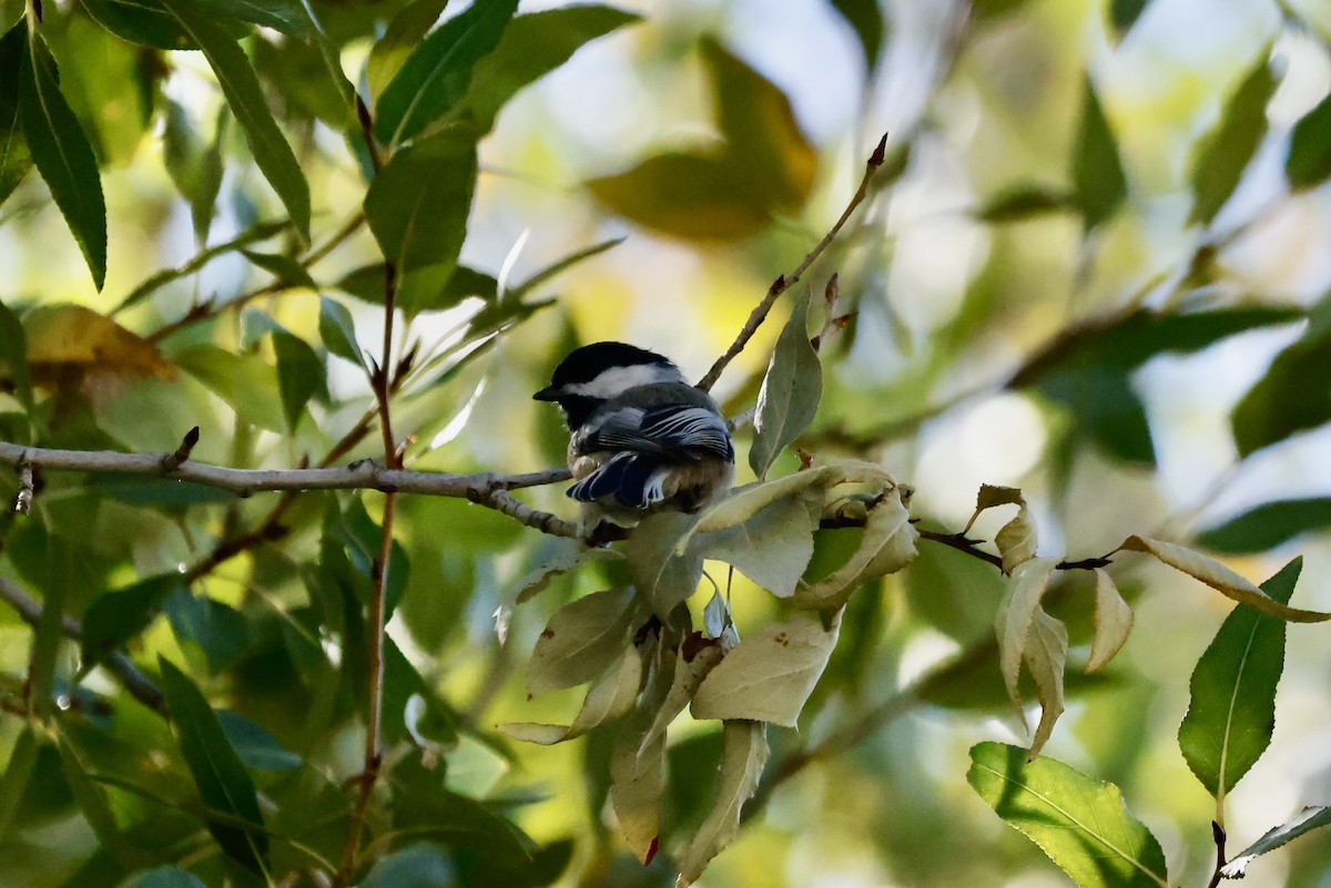 Black-capped Chickadee - ML623955543