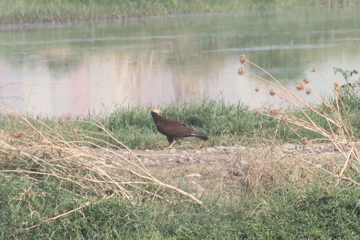 Western Marsh Harrier - ML623955545