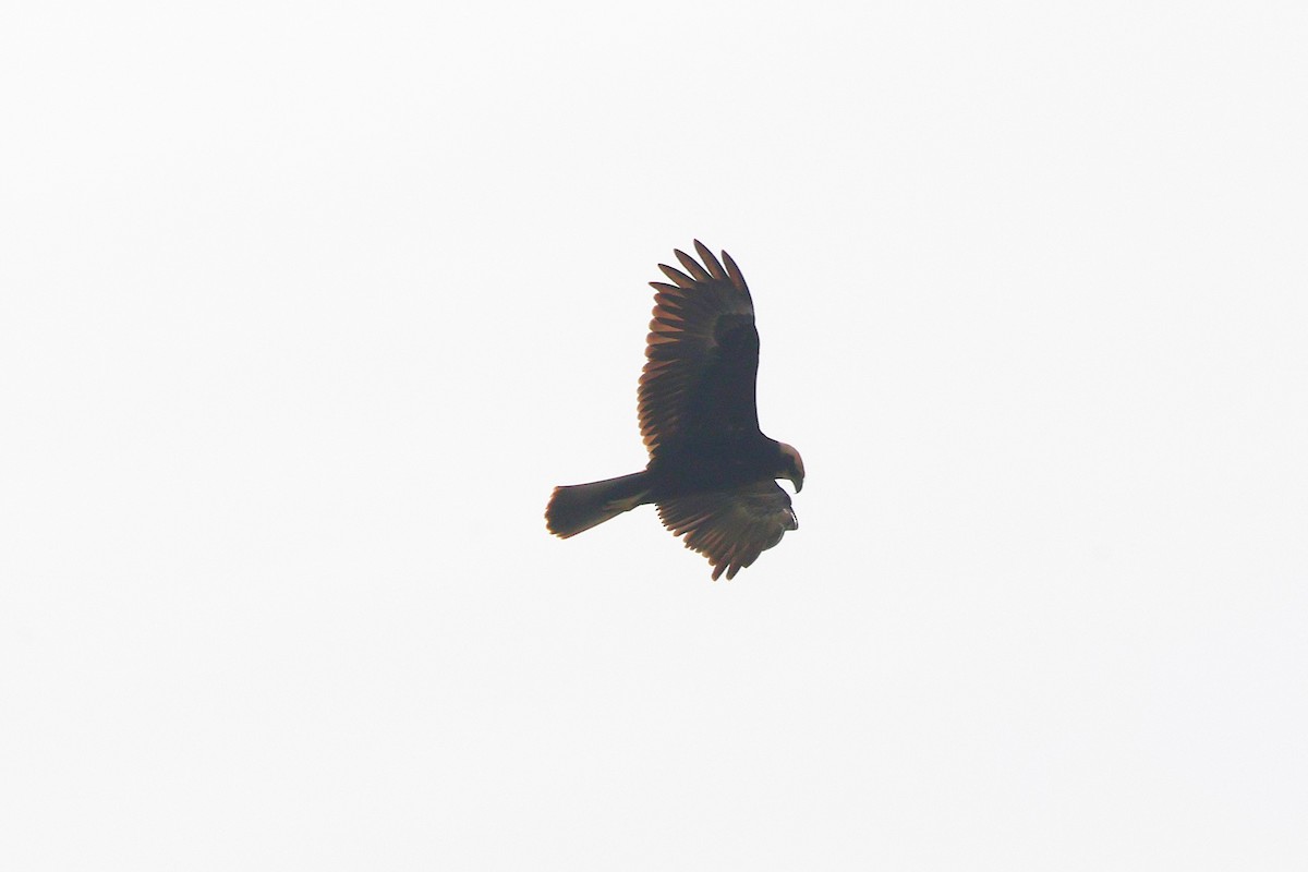 Western Marsh Harrier - ML623955546