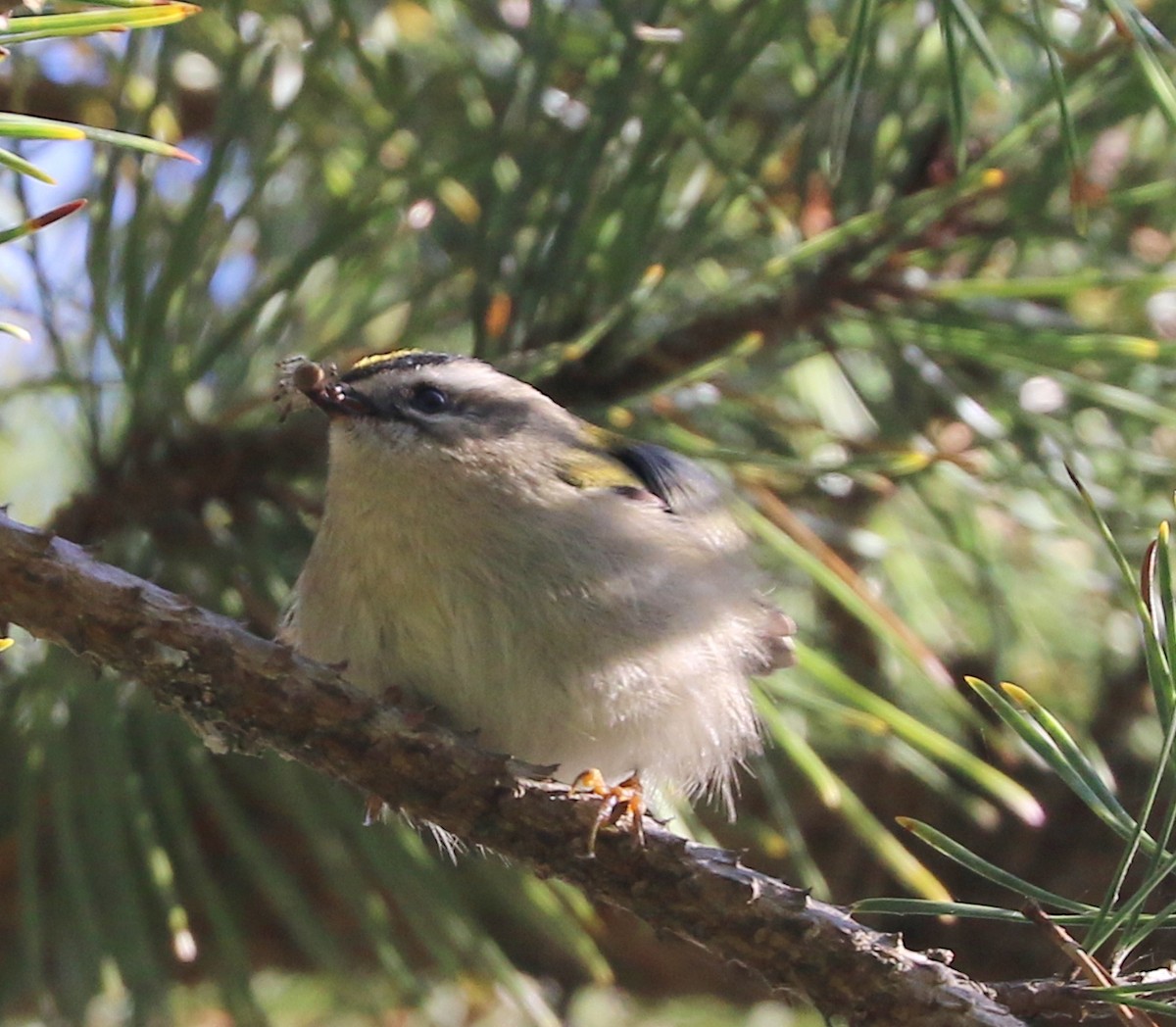 Golden-crowned Kinglet - ML623955548