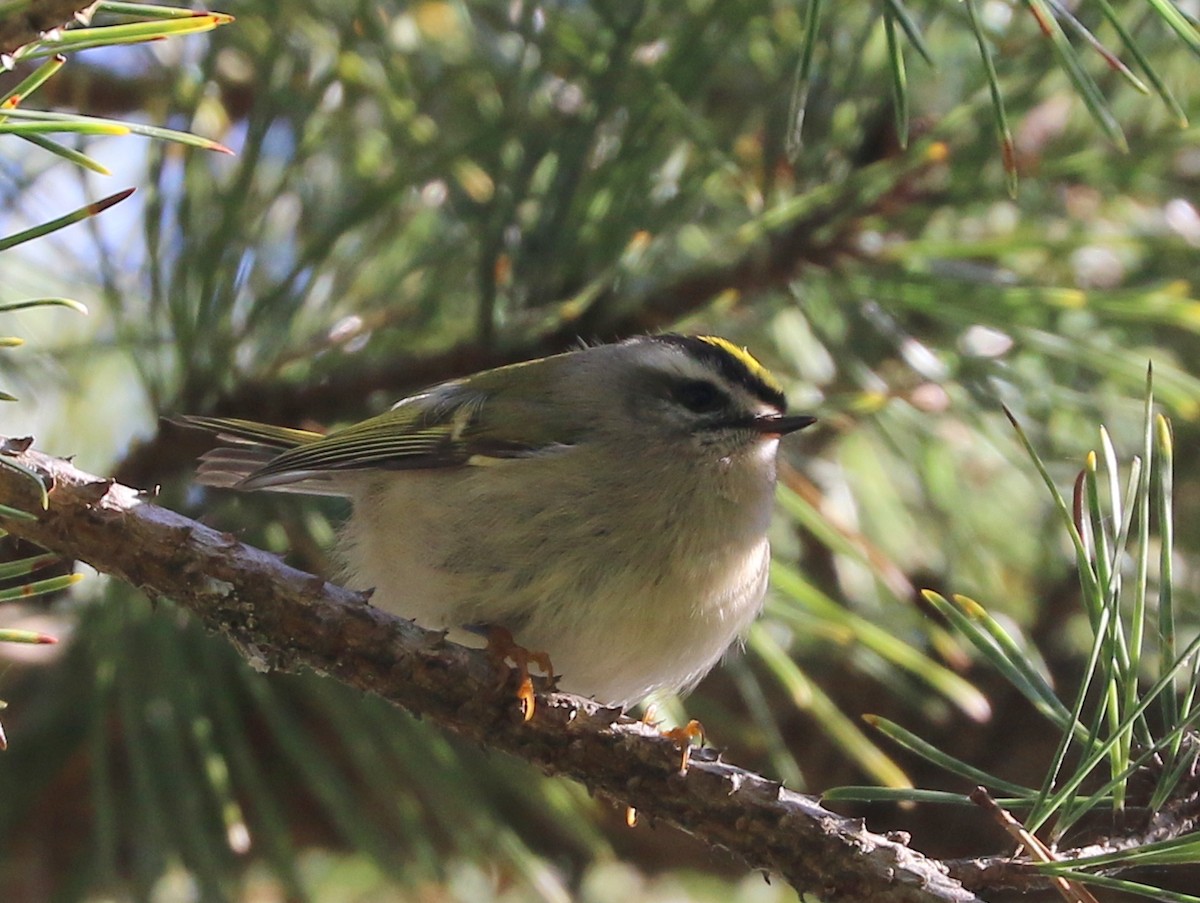 Golden-crowned Kinglet - Mike Fung