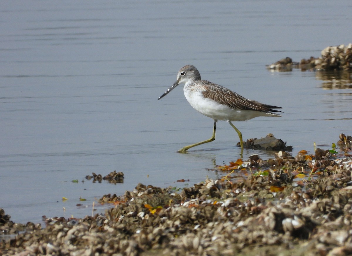 Common Greenshank - ML623955556