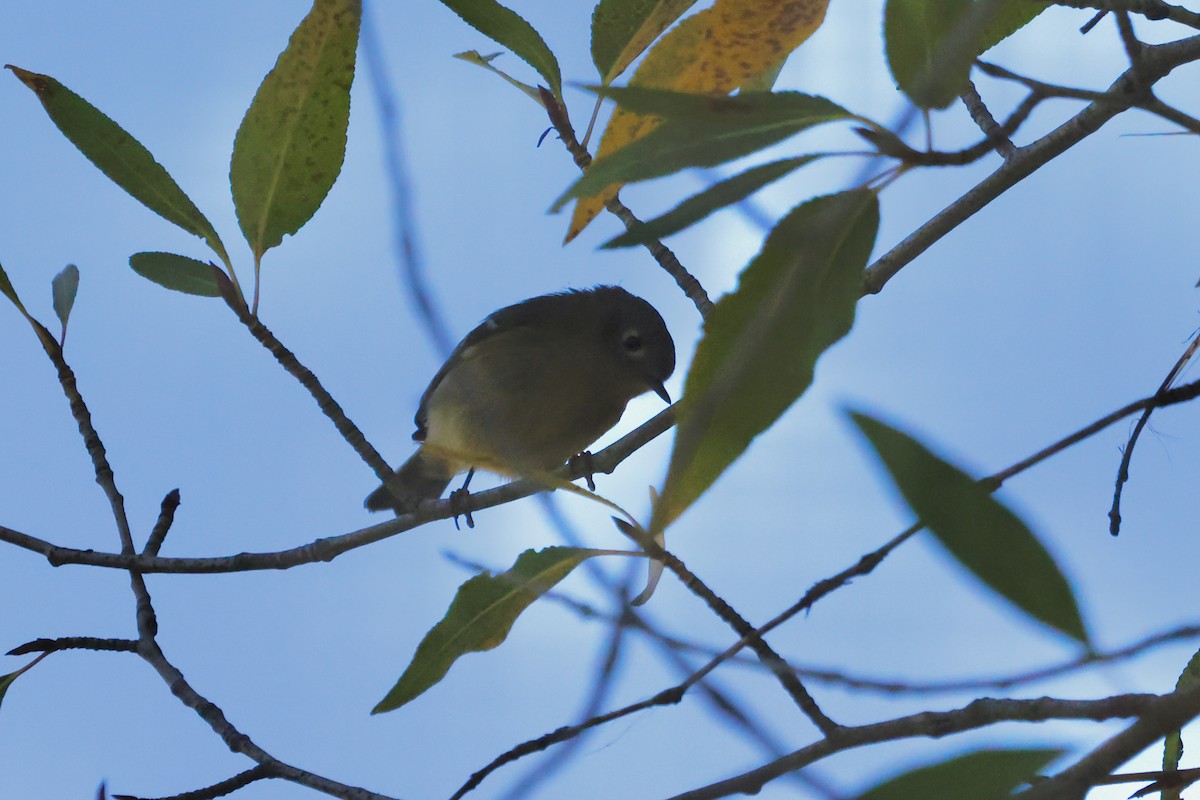 Ruby-crowned Kinglet - ML623955557