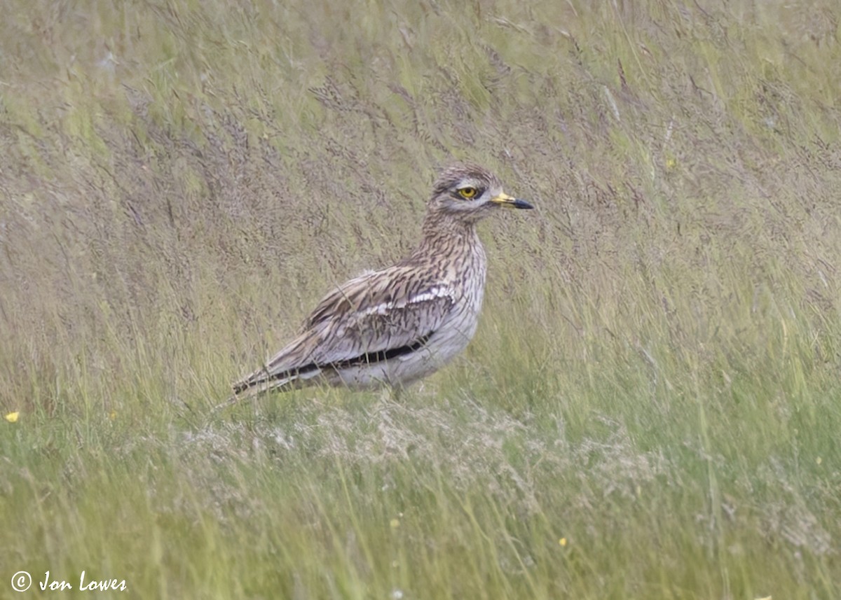 Eurasian Thick-knee - ML623955560