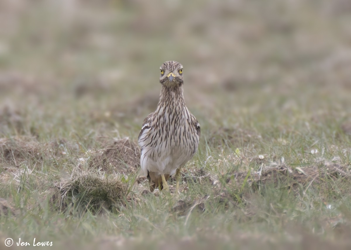 Eurasian Thick-knee - ML623955563