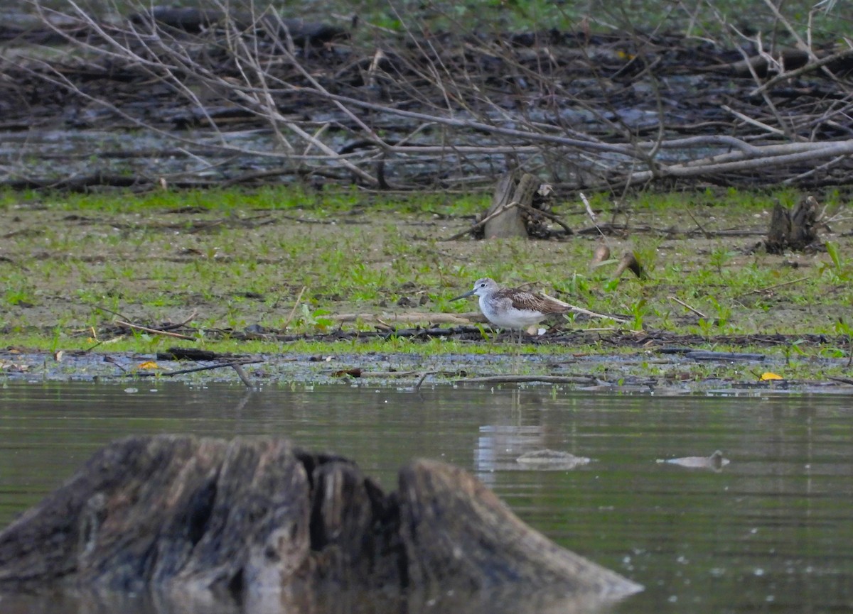 Common Greenshank - ML623955567