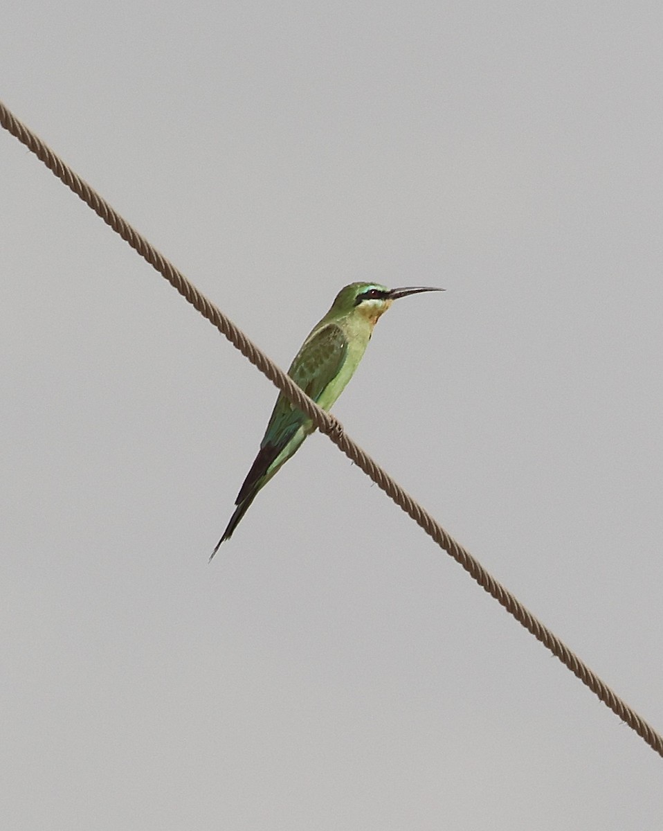 Blue-cheeked Bee-eater - ML623955569