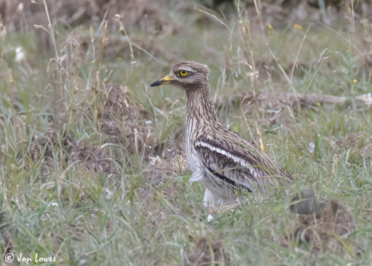 Eurasian Thick-knee - ML623955571