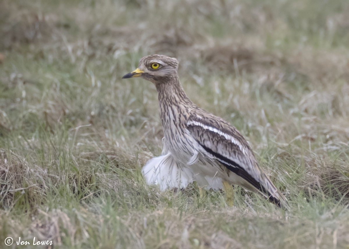 Eurasian Thick-knee - ML623955573