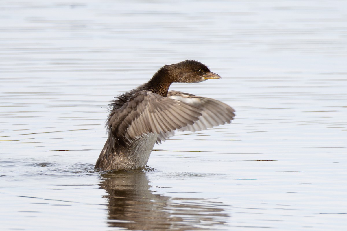 Pied-billed Grebe - ML623955577