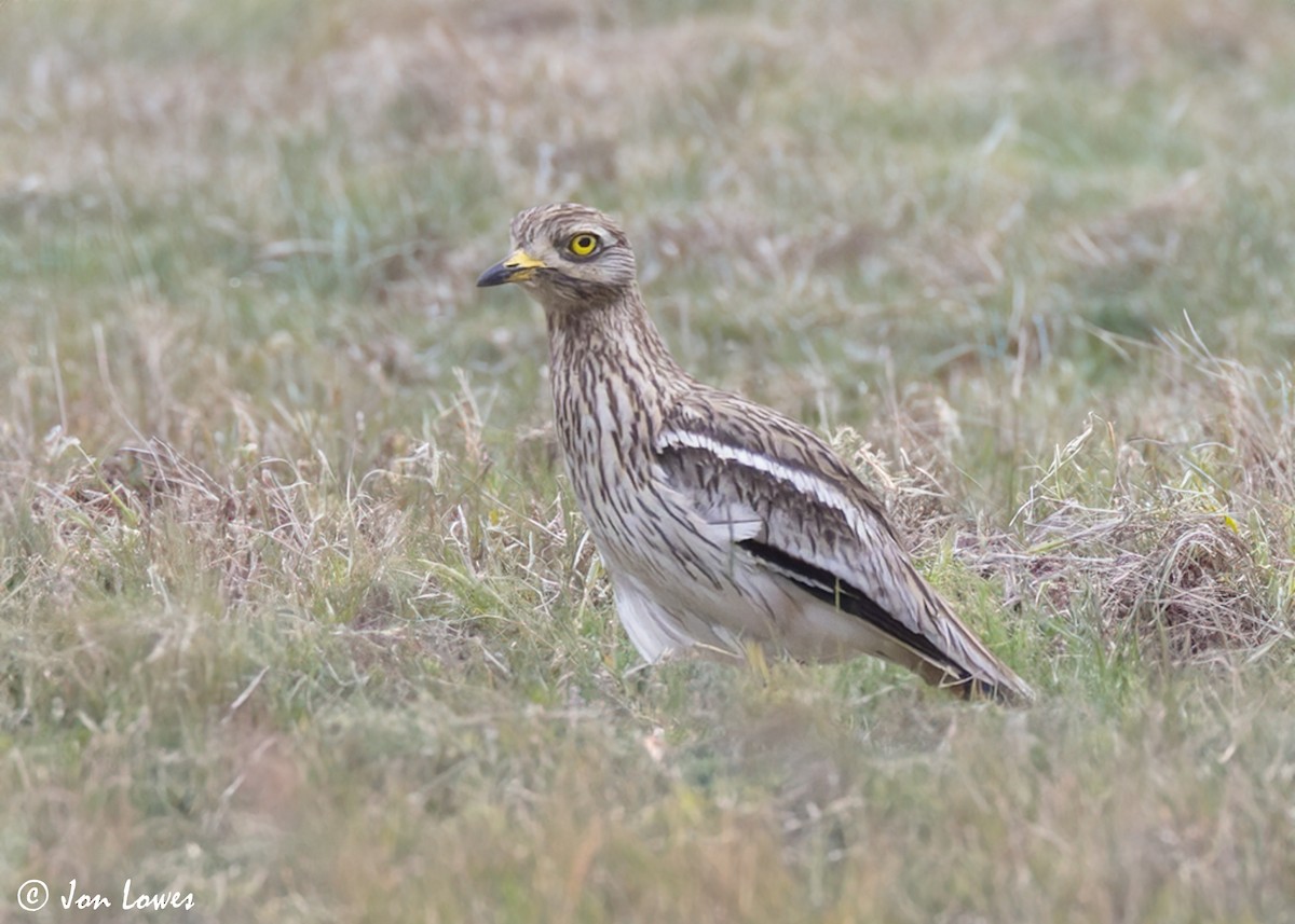 Eurasian Thick-knee - ML623955578