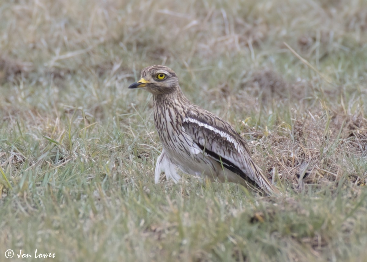 Eurasian Thick-knee - ML623955579