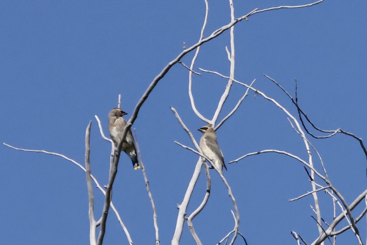 Cedar Waxwing - ML623955583