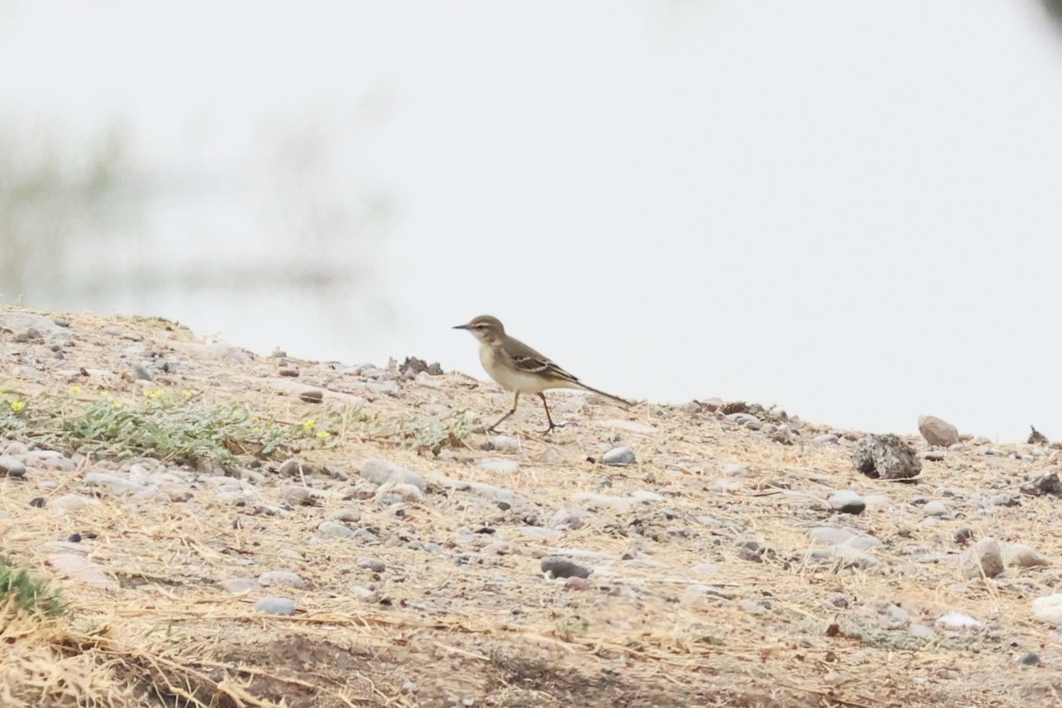 Western Yellow Wagtail - ML623955599