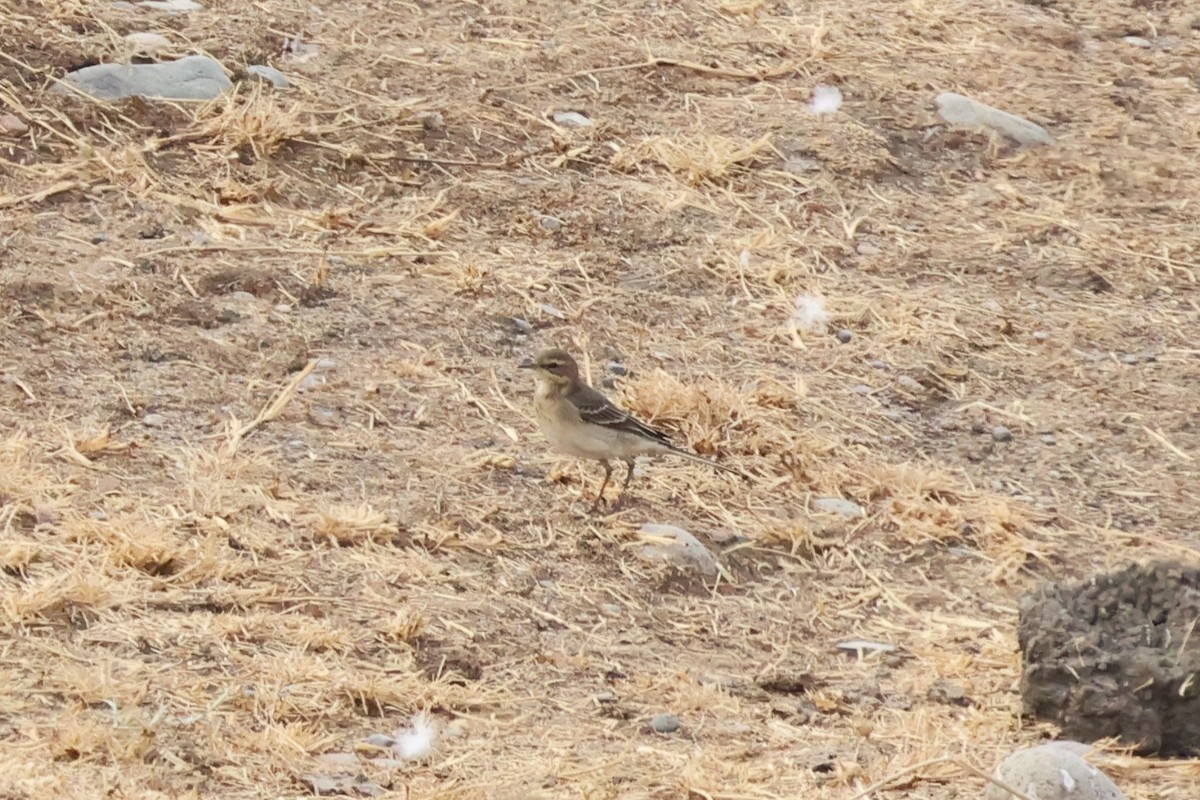 Western Yellow Wagtail - ML623955600