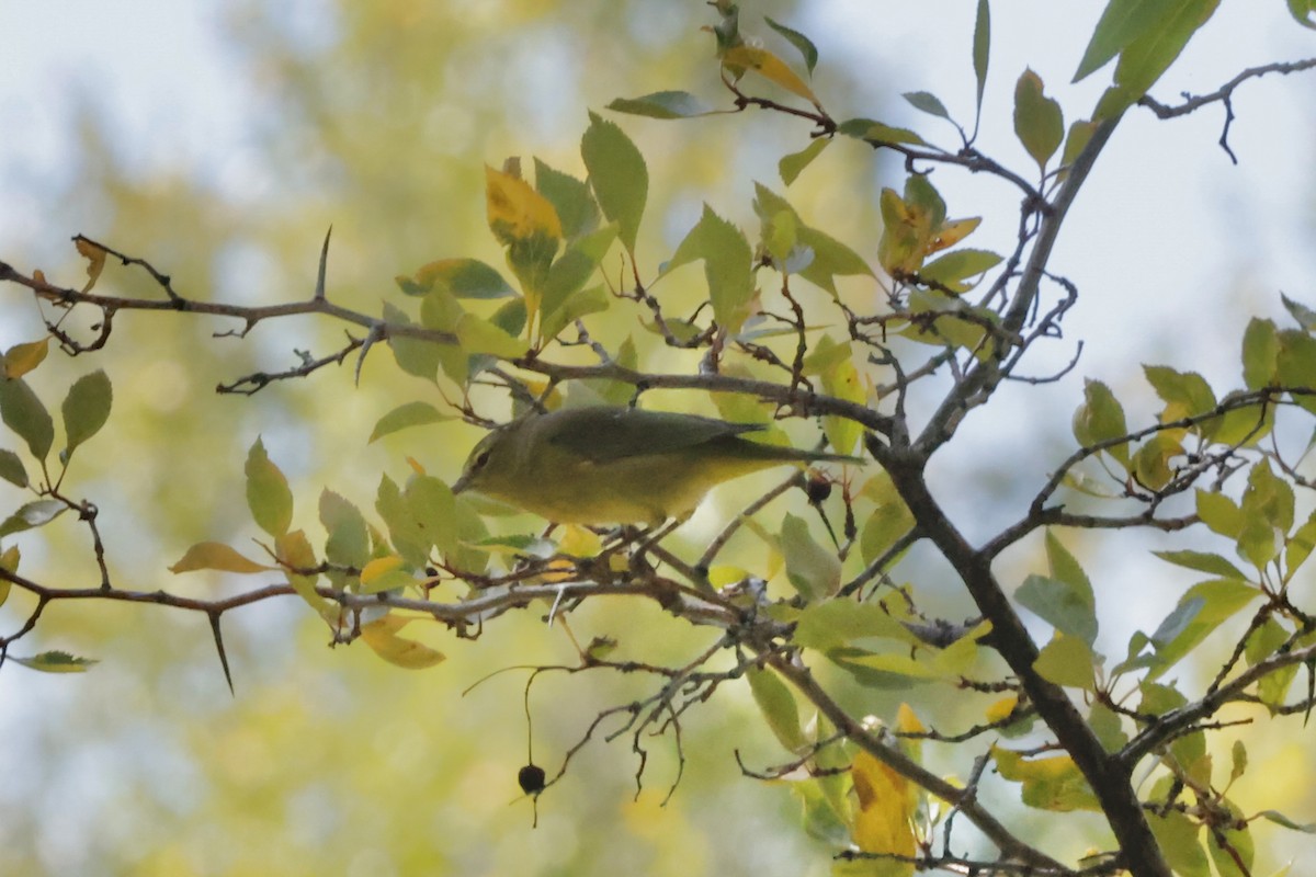 Orange-crowned Warbler - ML623955604