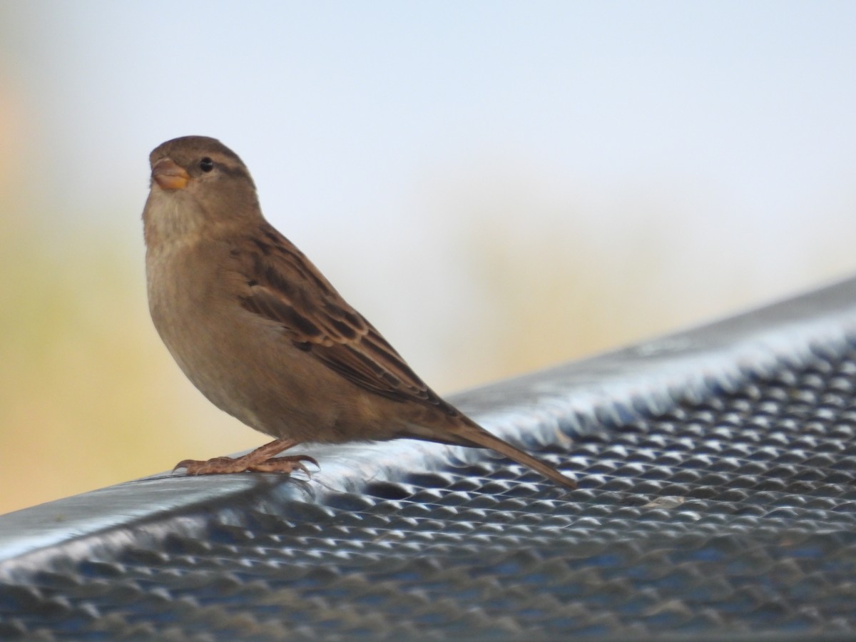 House Sparrow - ML623955615