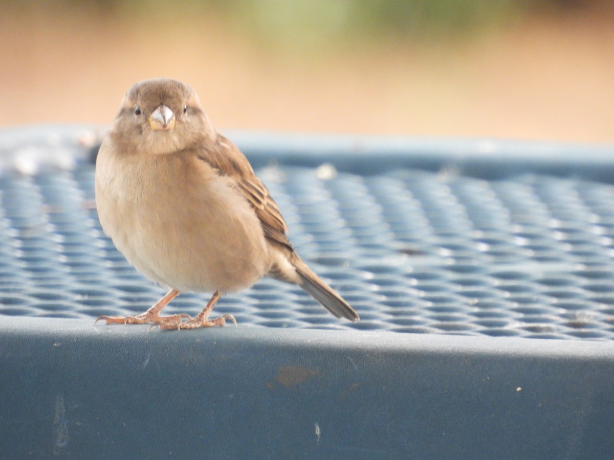 House Sparrow - ML623955616