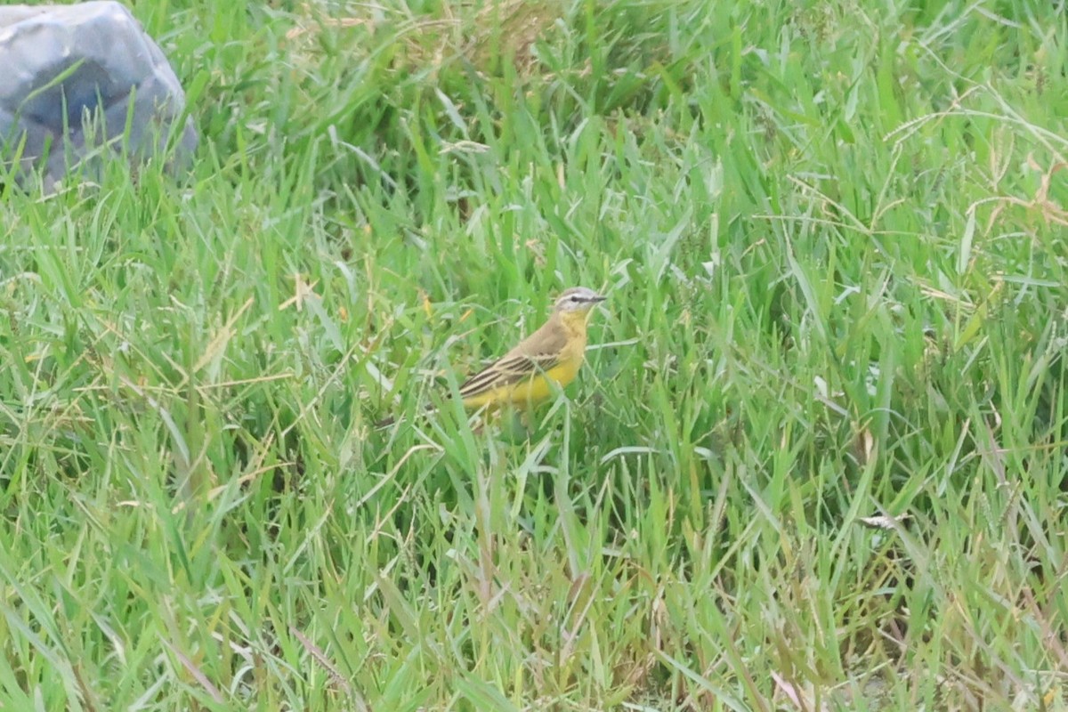 Western Yellow Wagtail (flava/beema) - ML623955621