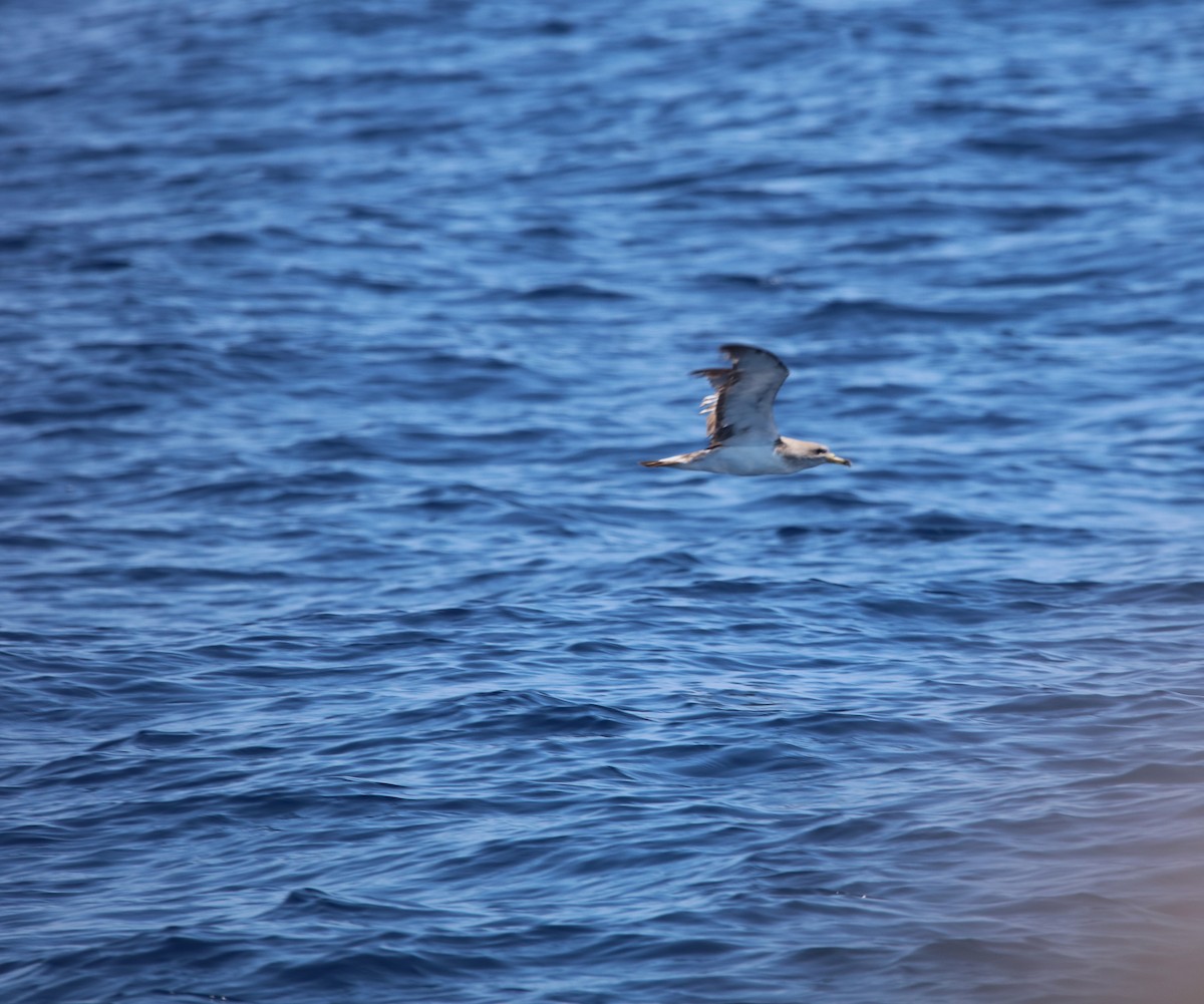 Cory's Shearwater (Scopoli's) - ML623955624