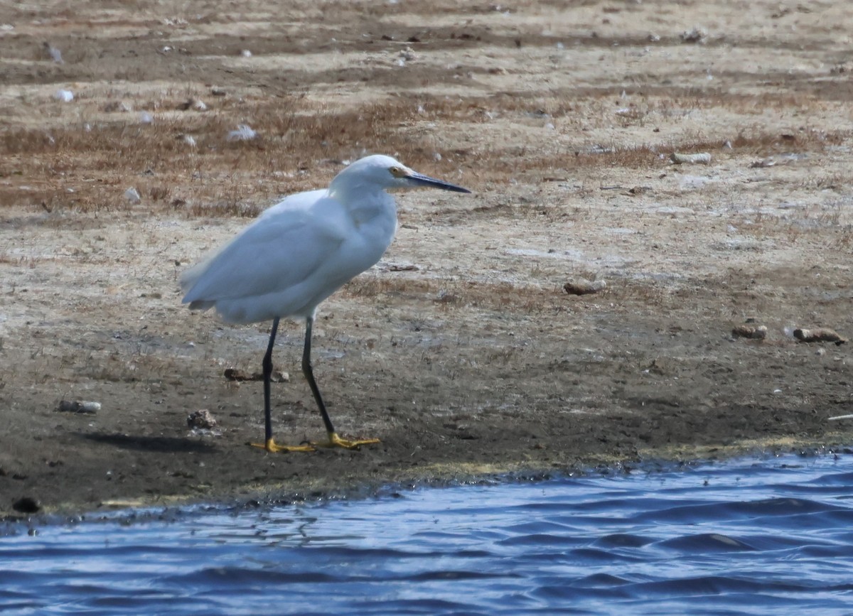 Snowy Egret - ML623955628