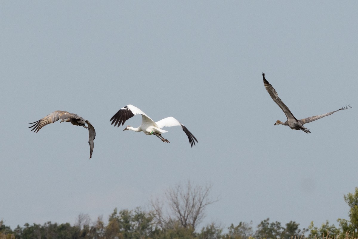 Whooping Crane - ML623955645