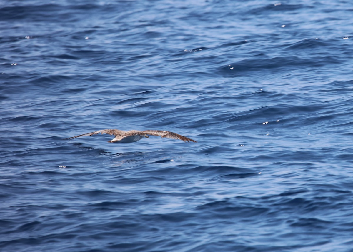 Cory's Shearwater (Scopoli's) - ML623955654