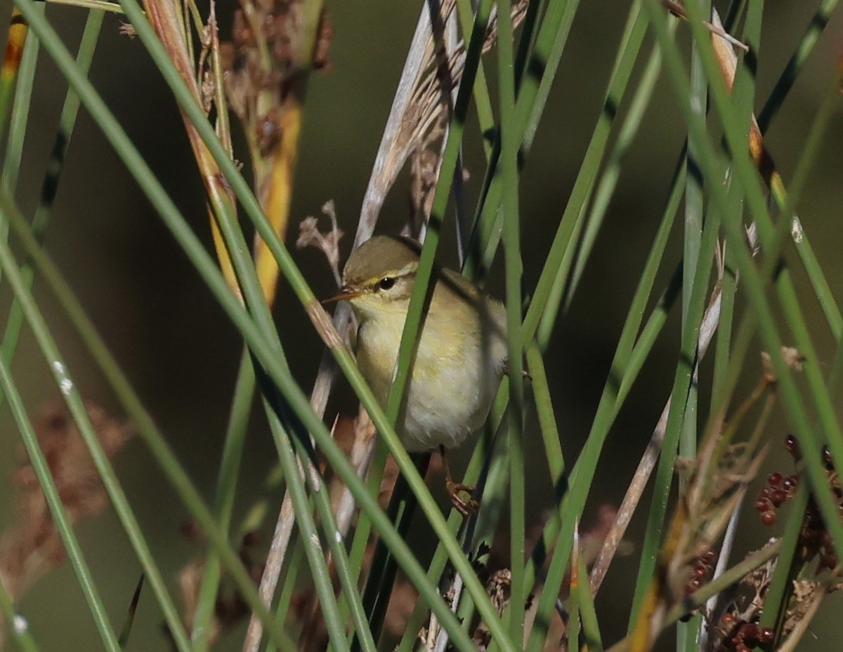 Willow Warbler - Faustino Chamizo Ragel