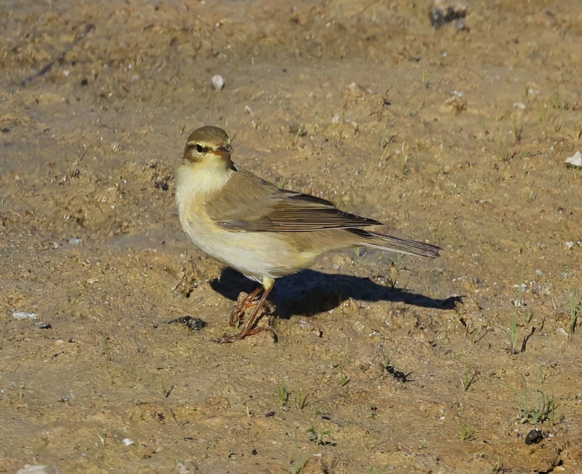 Willow Warbler - Faustino Chamizo Ragel