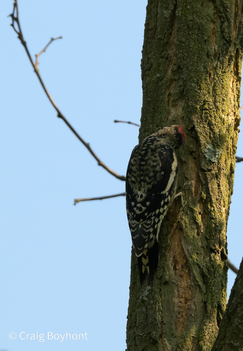 Yellow-bellied Sapsucker - Craig Boyhont