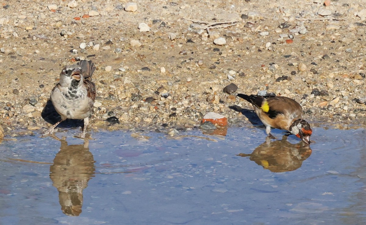 House Sparrow - ML623955665