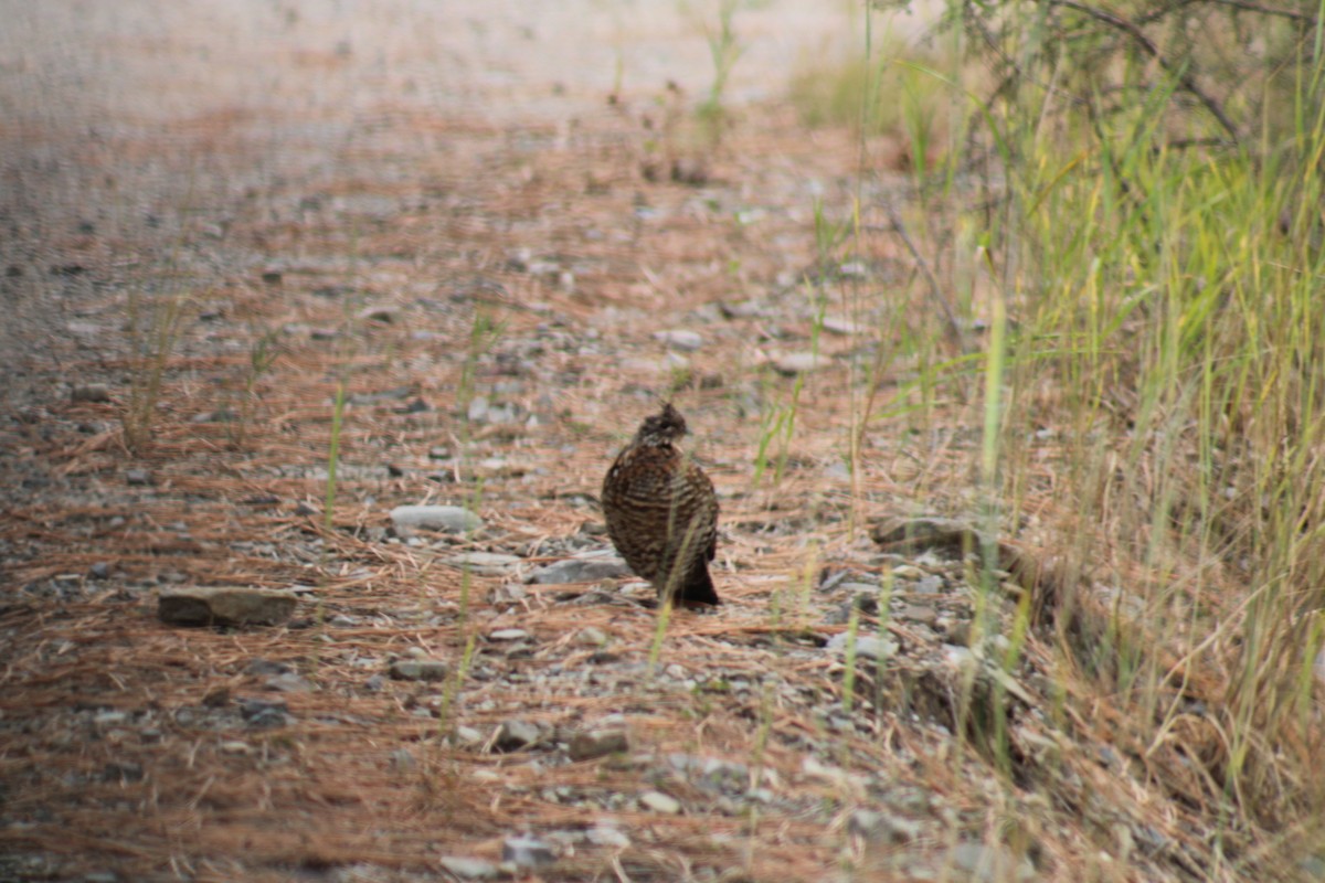 Ruffed Grouse - ML623955672