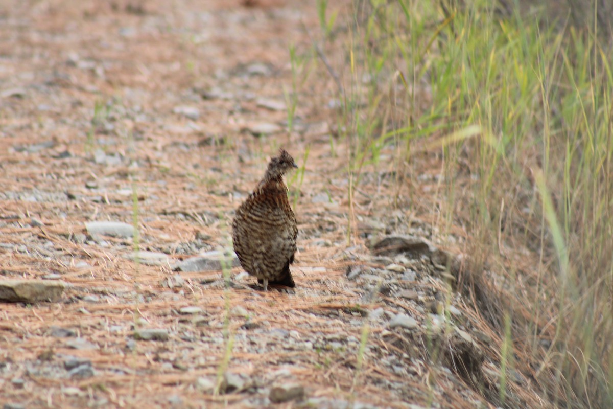 Ruffed Grouse - ML623955673