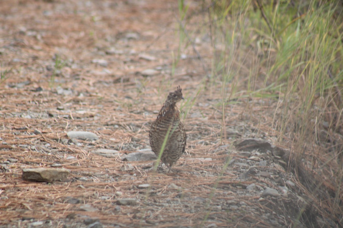 Ruffed Grouse - Carl Ingwell