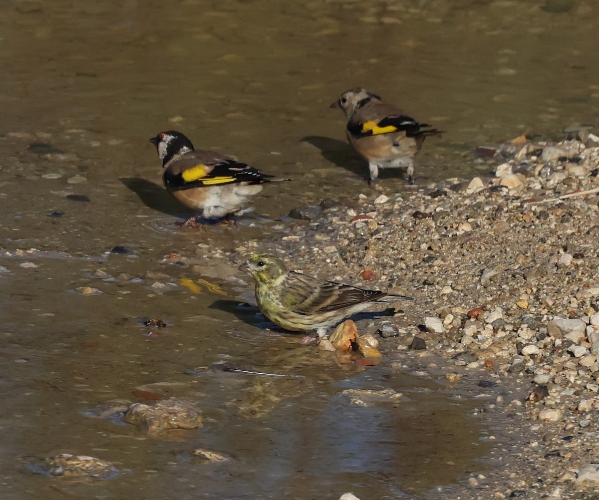 European Serin - Faustino Chamizo Ragel