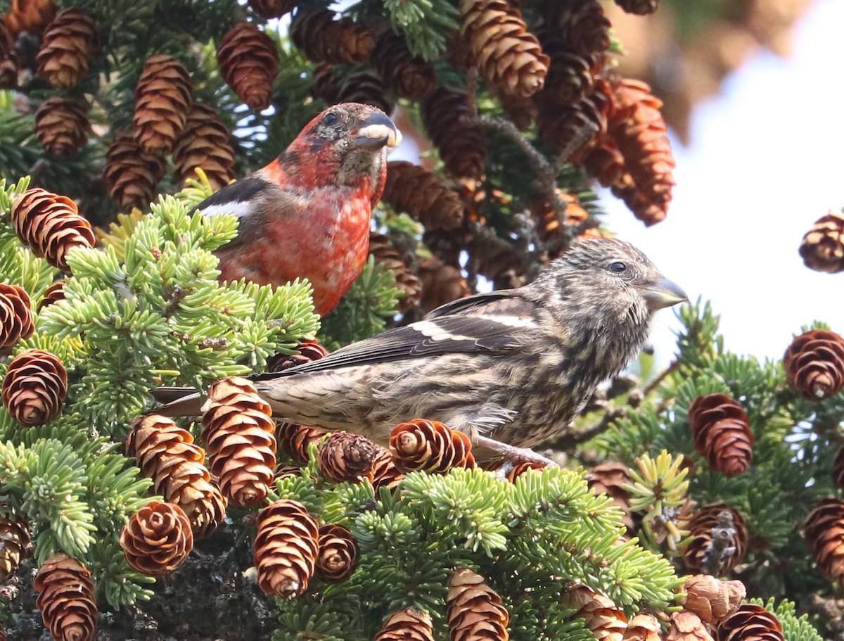 White-winged Crossbill - ML623955715