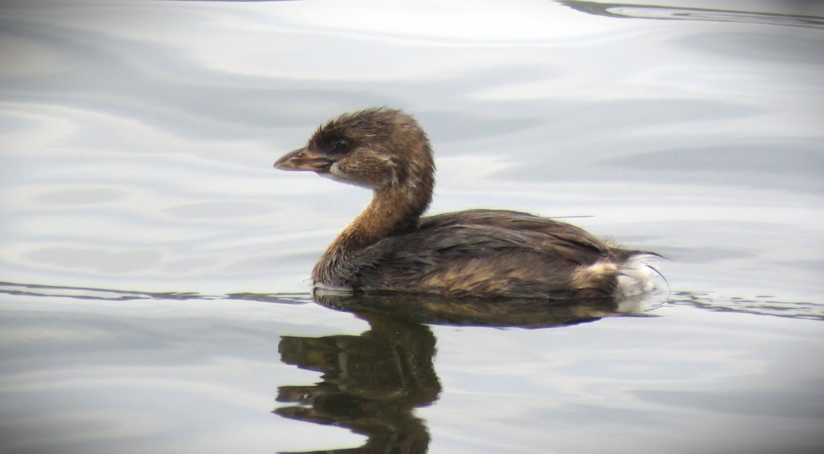 Pied-billed Grebe - ML623955723