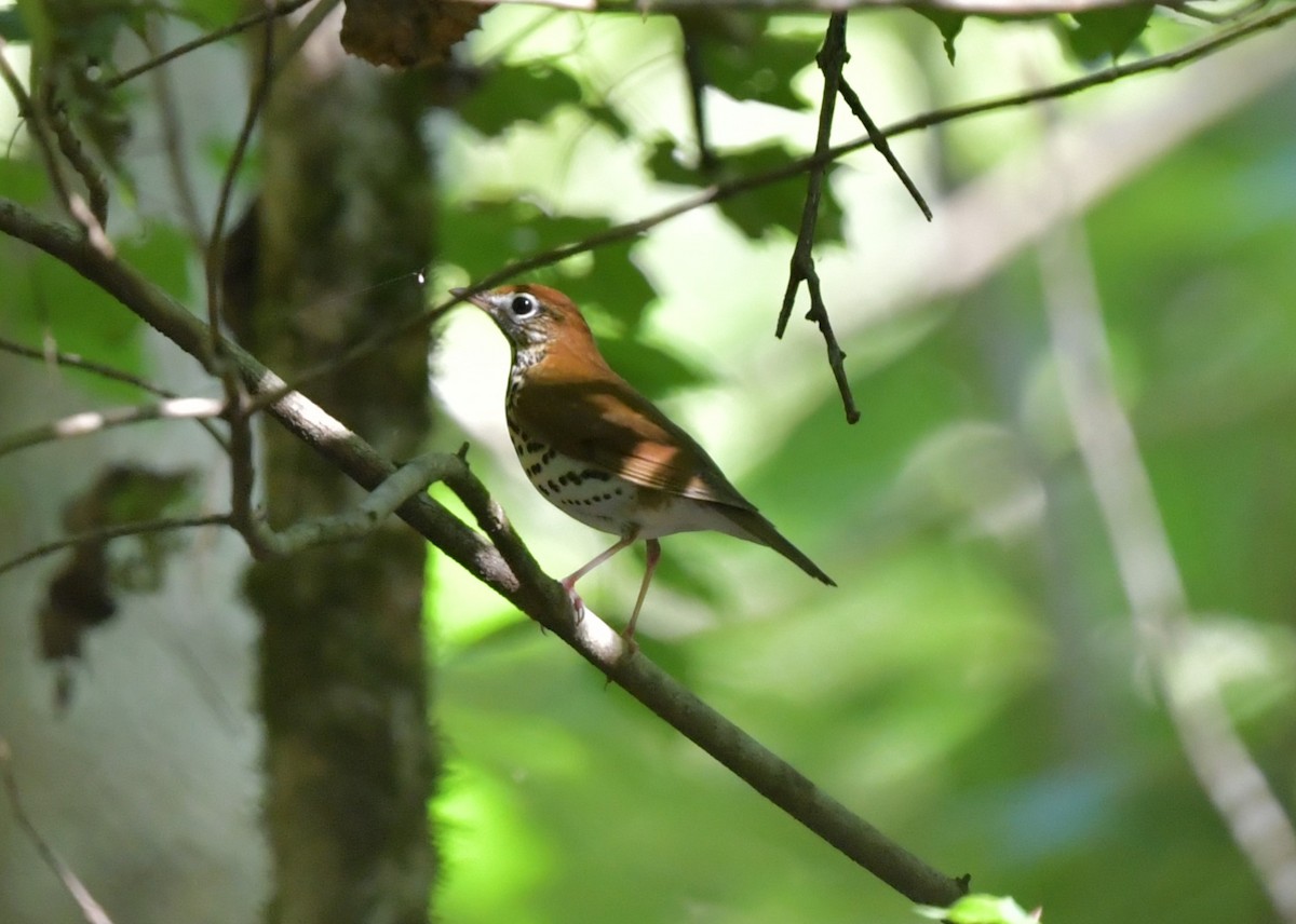 Wood Thrush - ML623955751