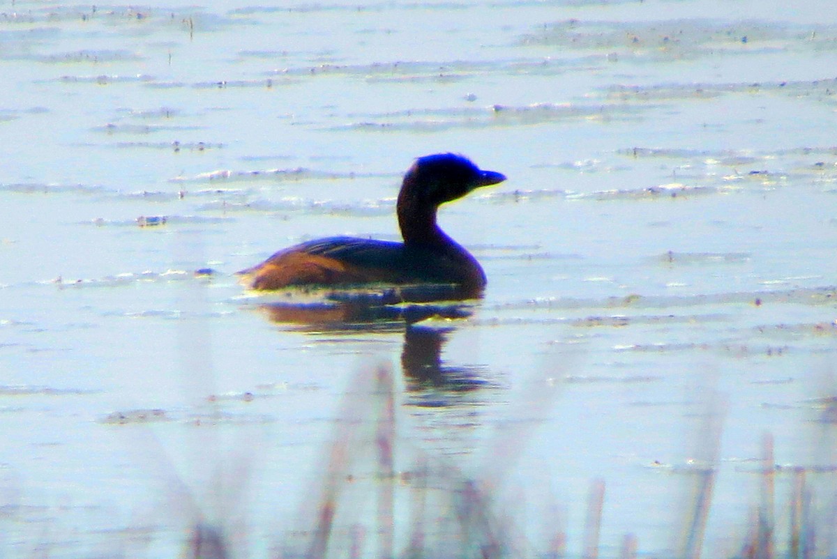 Pied-billed Grebe - ML623955758