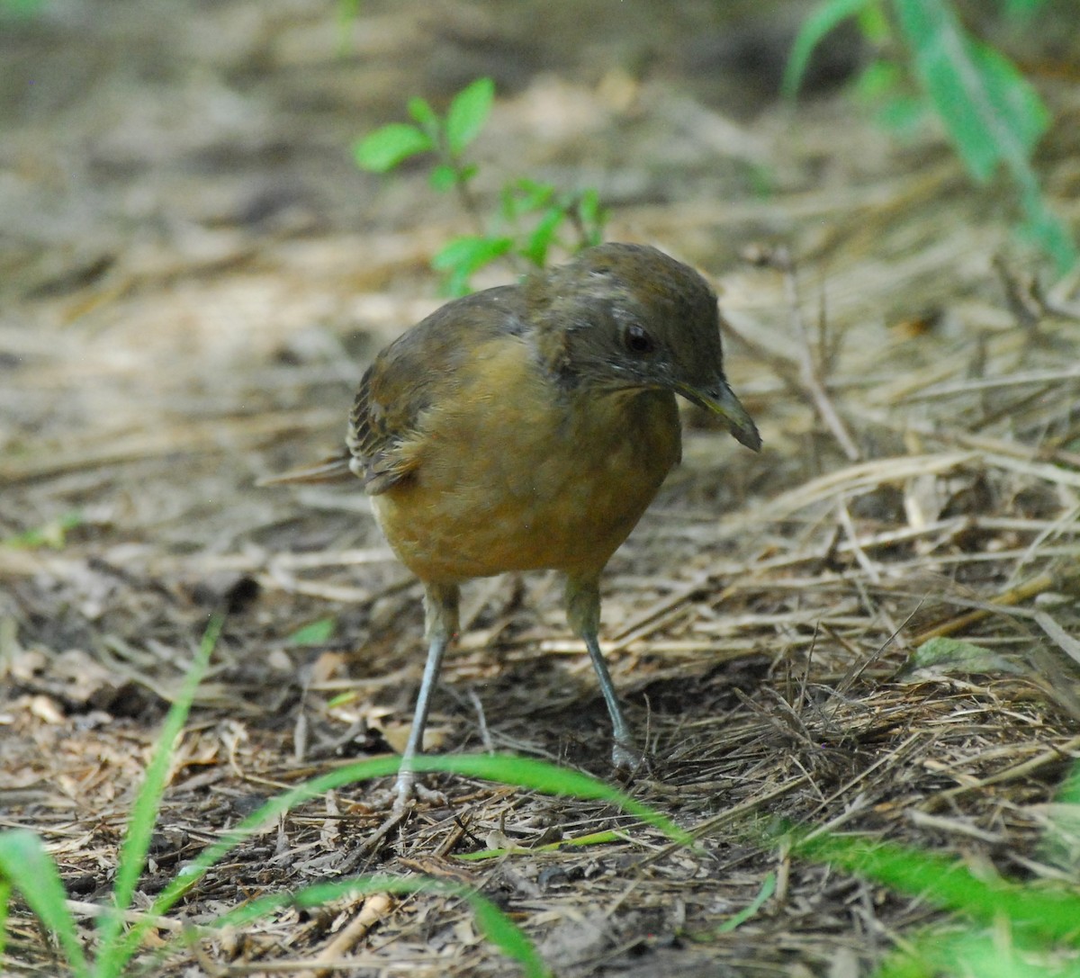 Clay-colored Thrush - ML623955761