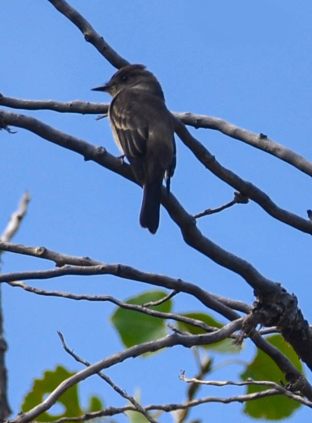 Western Wood-Pewee - ML623955763