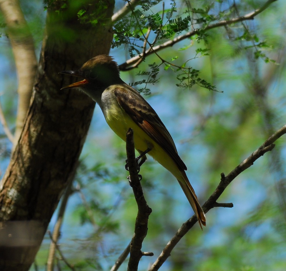 Brown-crested Flycatcher - ML623955775