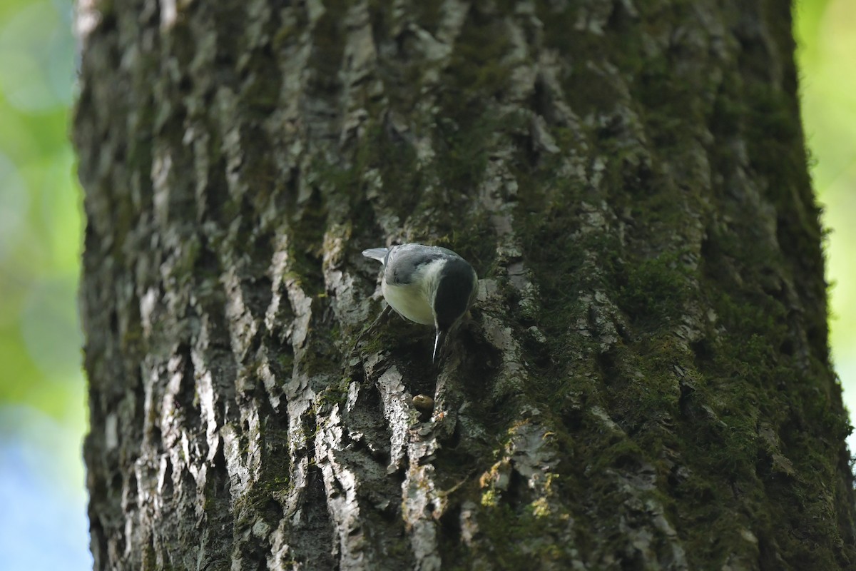 White-breasted Nuthatch - ML623955787