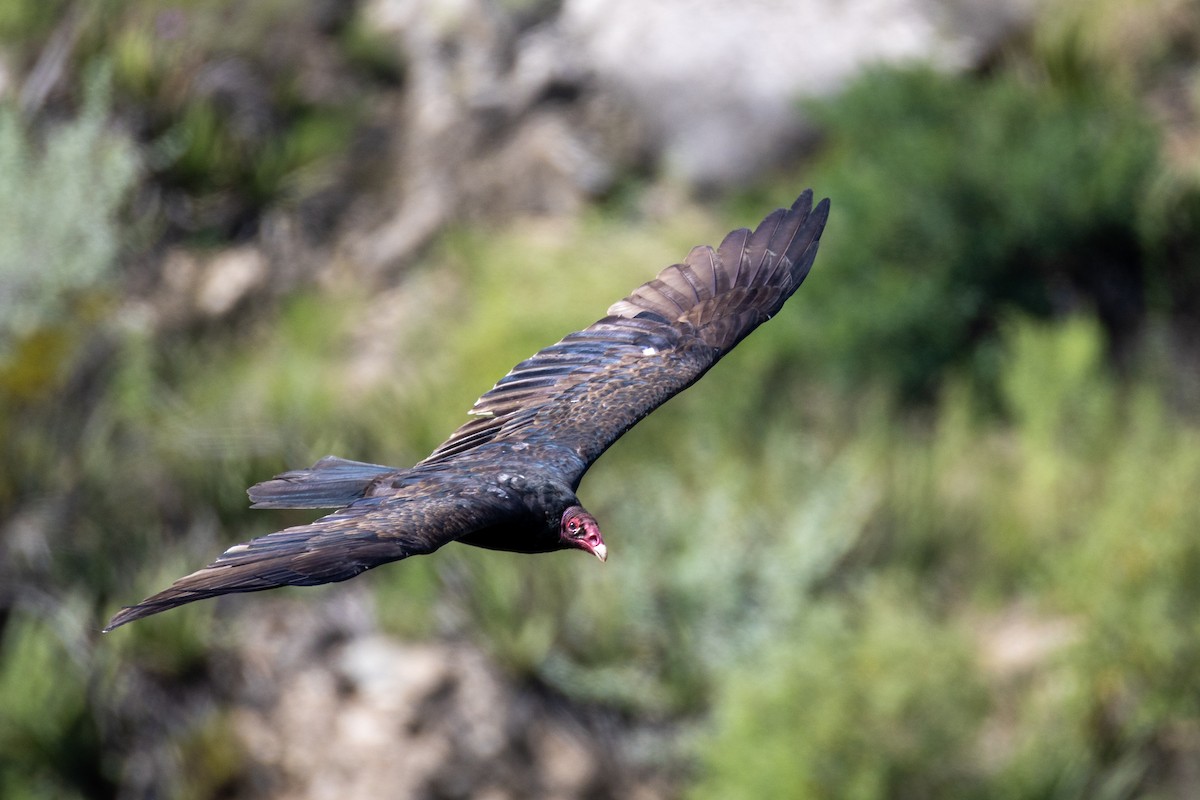 Turkey Vulture - Manuel Garbalena