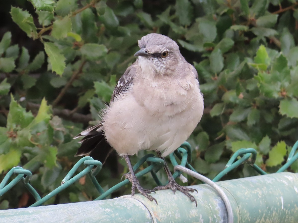 Northern Mockingbird - ML623955796